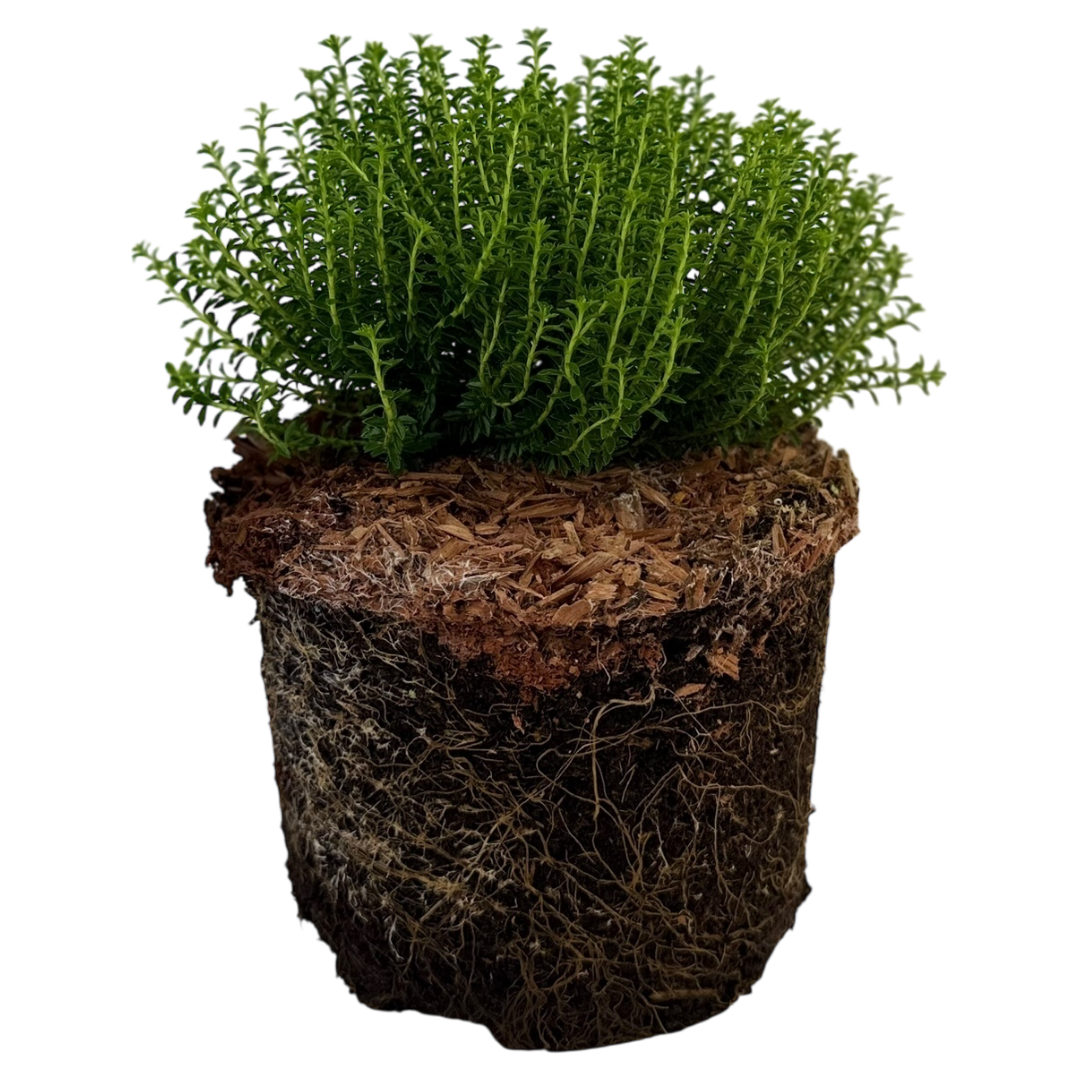 Hebe ‘Green Globe’ — Hardy Shrub, 2L Pot