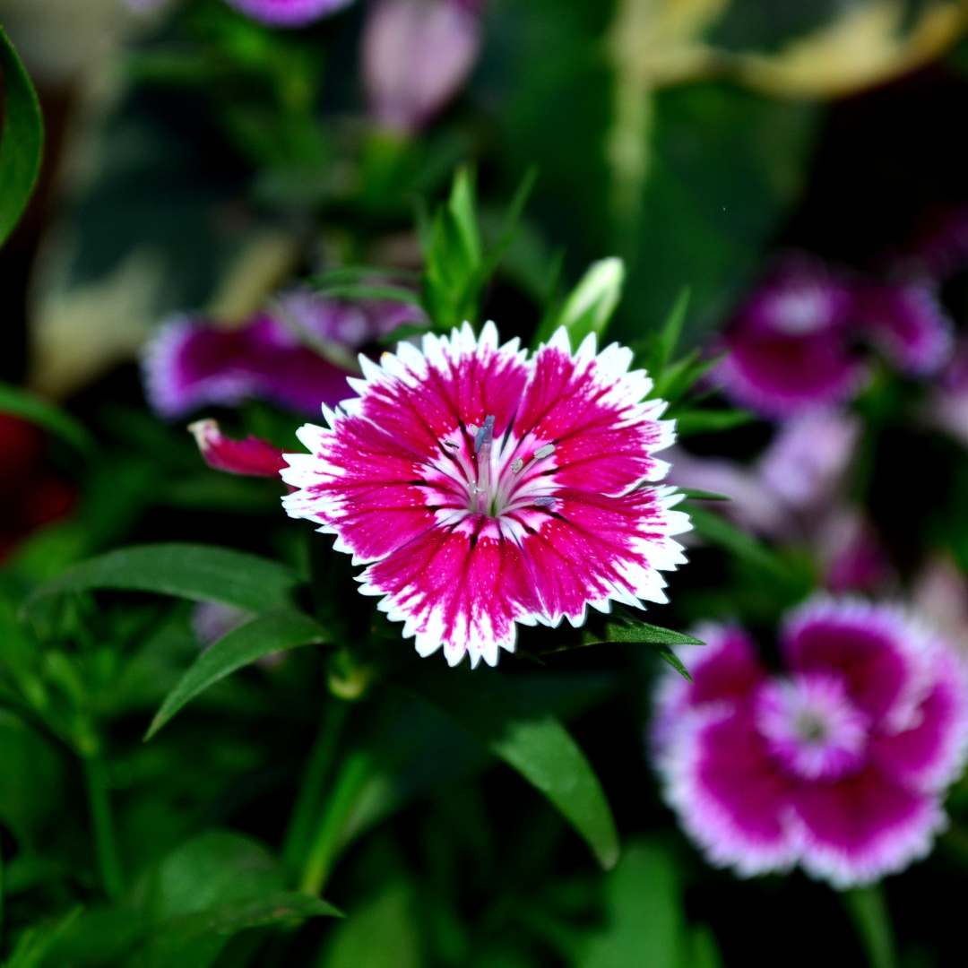 Dianthus ‘Festival White Flame’ — Hardy Short-Lived Perennial (often grown as biennial), Bee-Friendly, 10.5cm Pot (Set of 3 or 6)