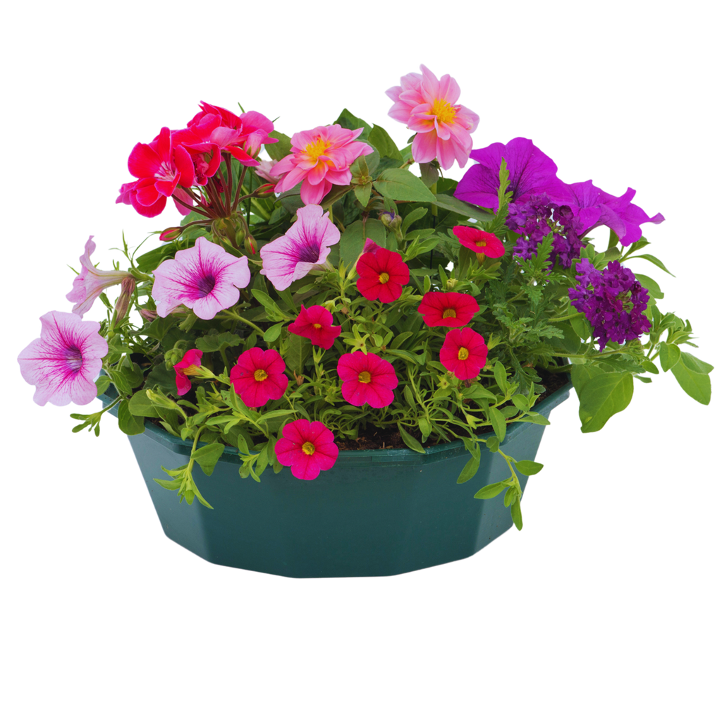 Sophistication Speedplanter — Pre-Planted Mixed Annual Display, 7-Plant Set