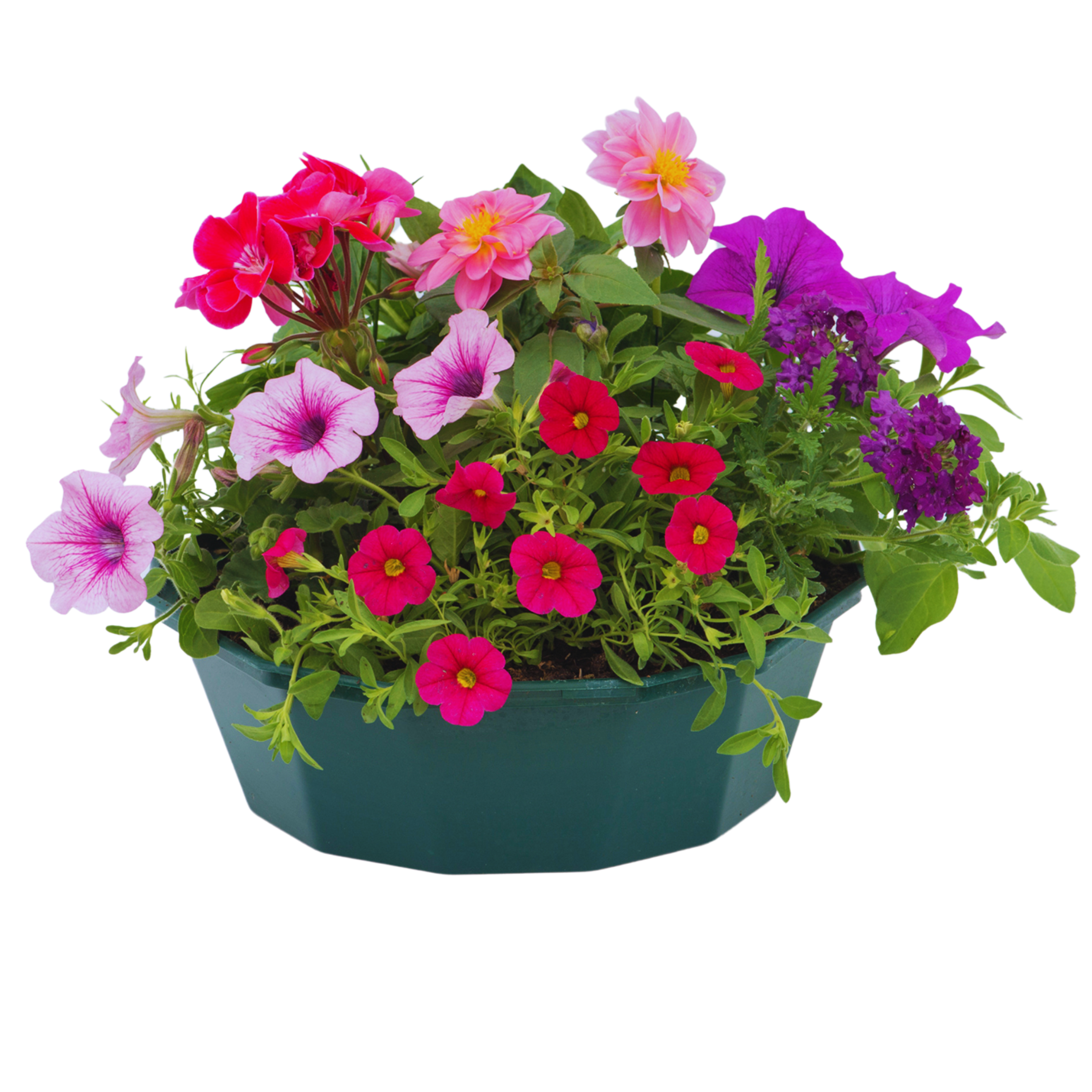 Sophistication Speedplanter — Pre-Planted Mixed Annual Display, 7-Plant Set