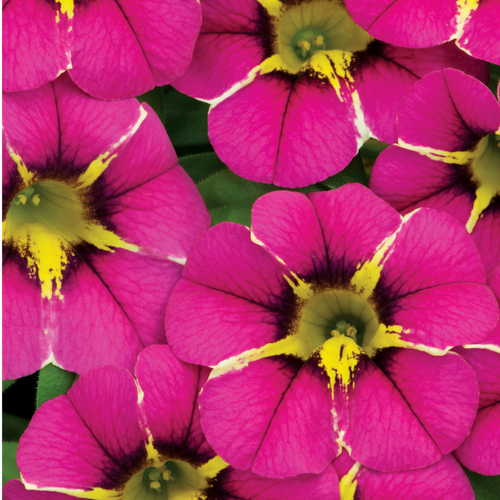Calibrachoa ‘Bumble Bee Hot Pink’ — Half-Hardy Trailing Annual, Bee-Friendly, 10.5cm Pot (Set of 3 or 6)