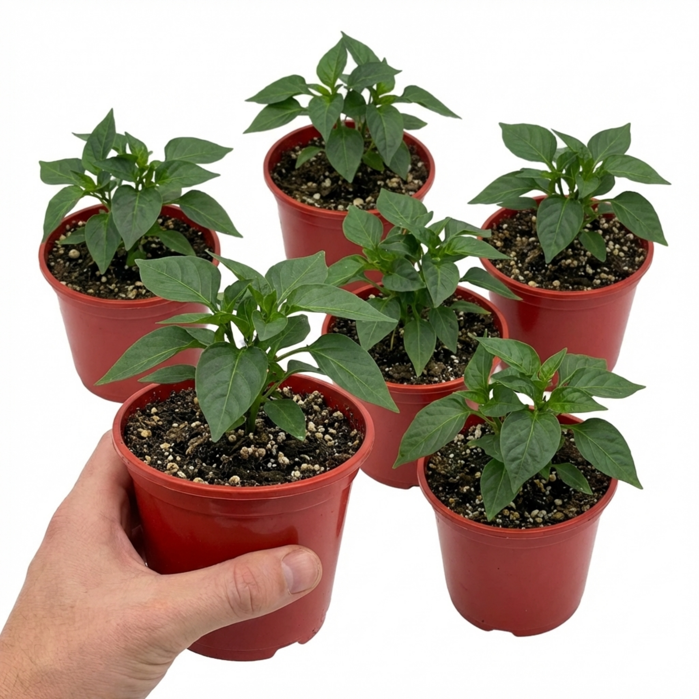 Sweet ‘Pepper Redskin’ — Tender Annual Vegetable, 10.5cm Pot (Set of 3 or 6)