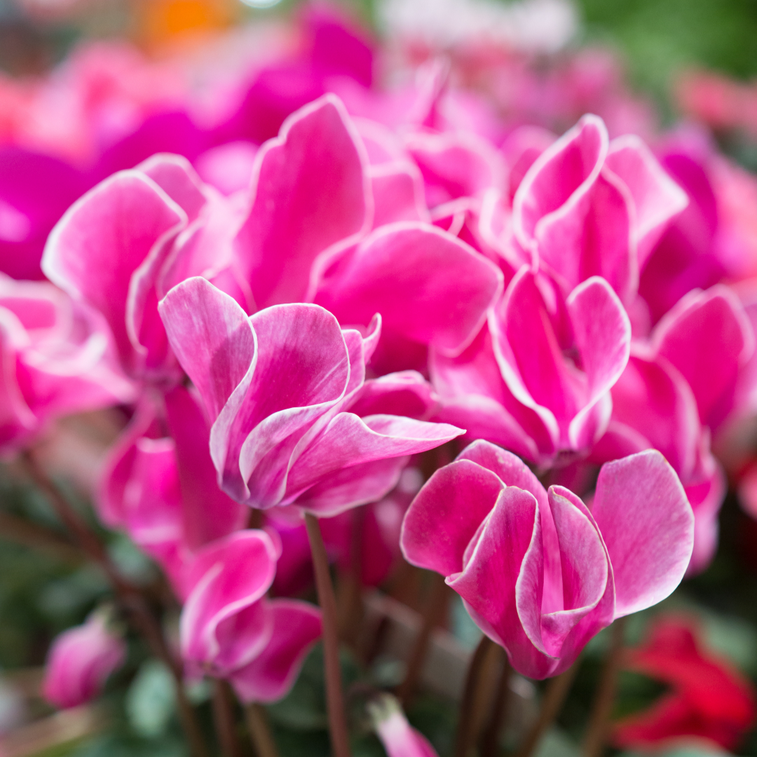 Cyclamen ‘Bicolour Growers Selection’ — Hardy Perennial, 1L Pot