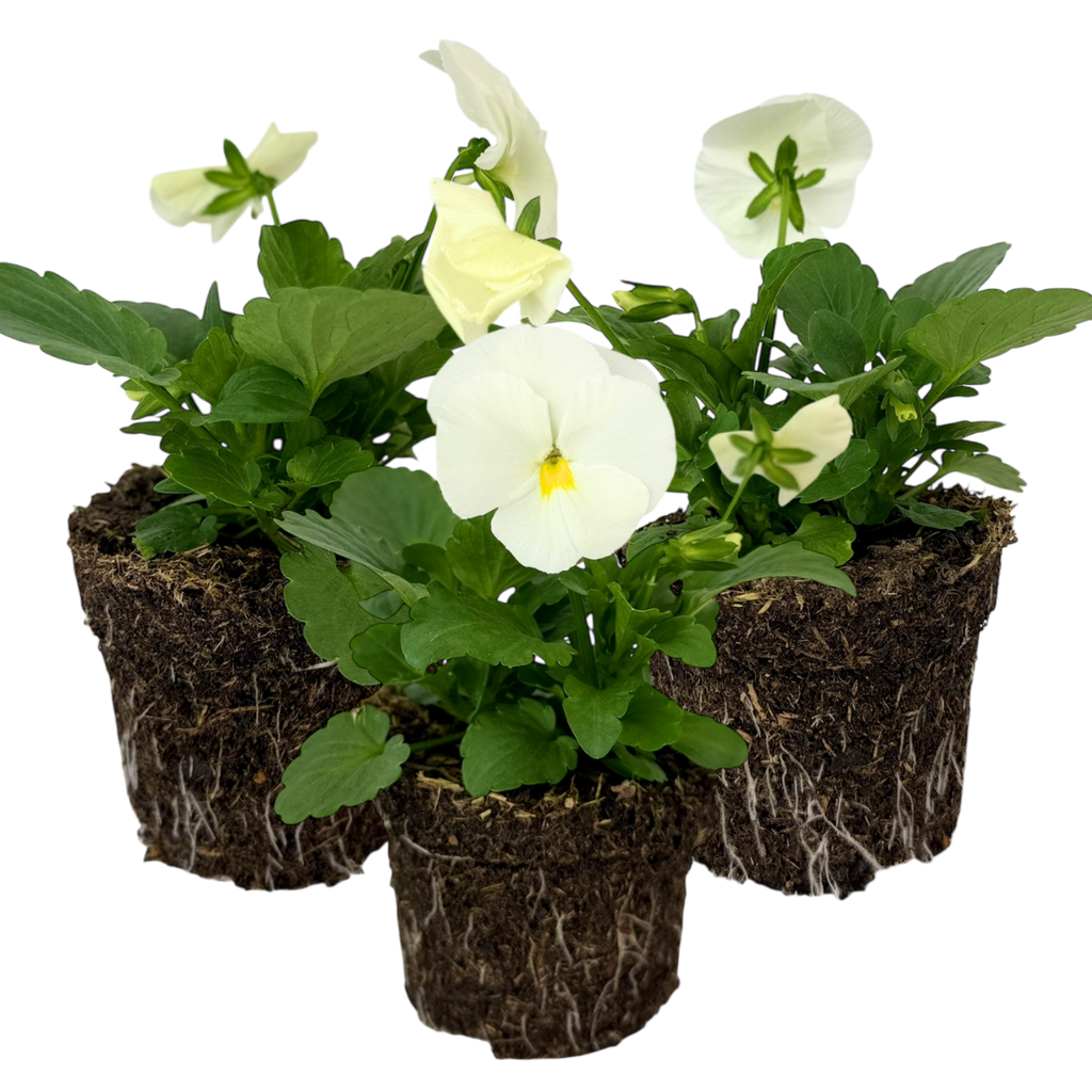 Pansy 'Delta Pro Clear White' — Hardy Bedding, 10.5cm Pot (Set of 3 or 6)