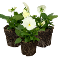Pansy 'Delta Pro Clear White' — Hardy Bedding, 10.5cm Pot (Set of 3 or 6)