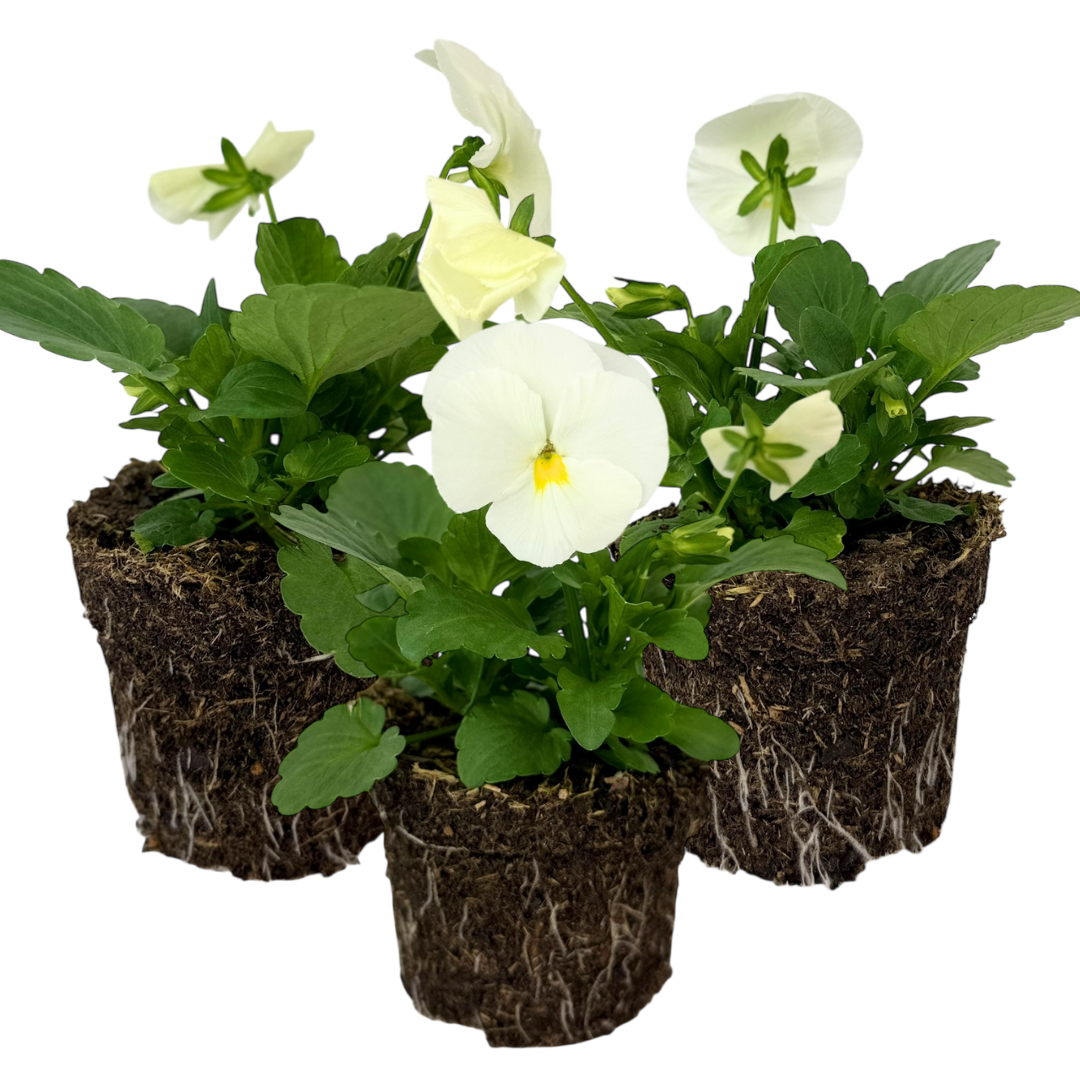 Pansy 'Delta Pro Clear White' — Hardy Bedding, 10.5cm Pot (Set of 3 or 6)