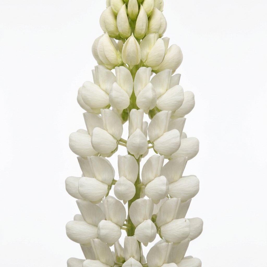 Lupin ‘Legendary White’ — Herbaceous Perennial, Bee-Friendly, 1L Pot