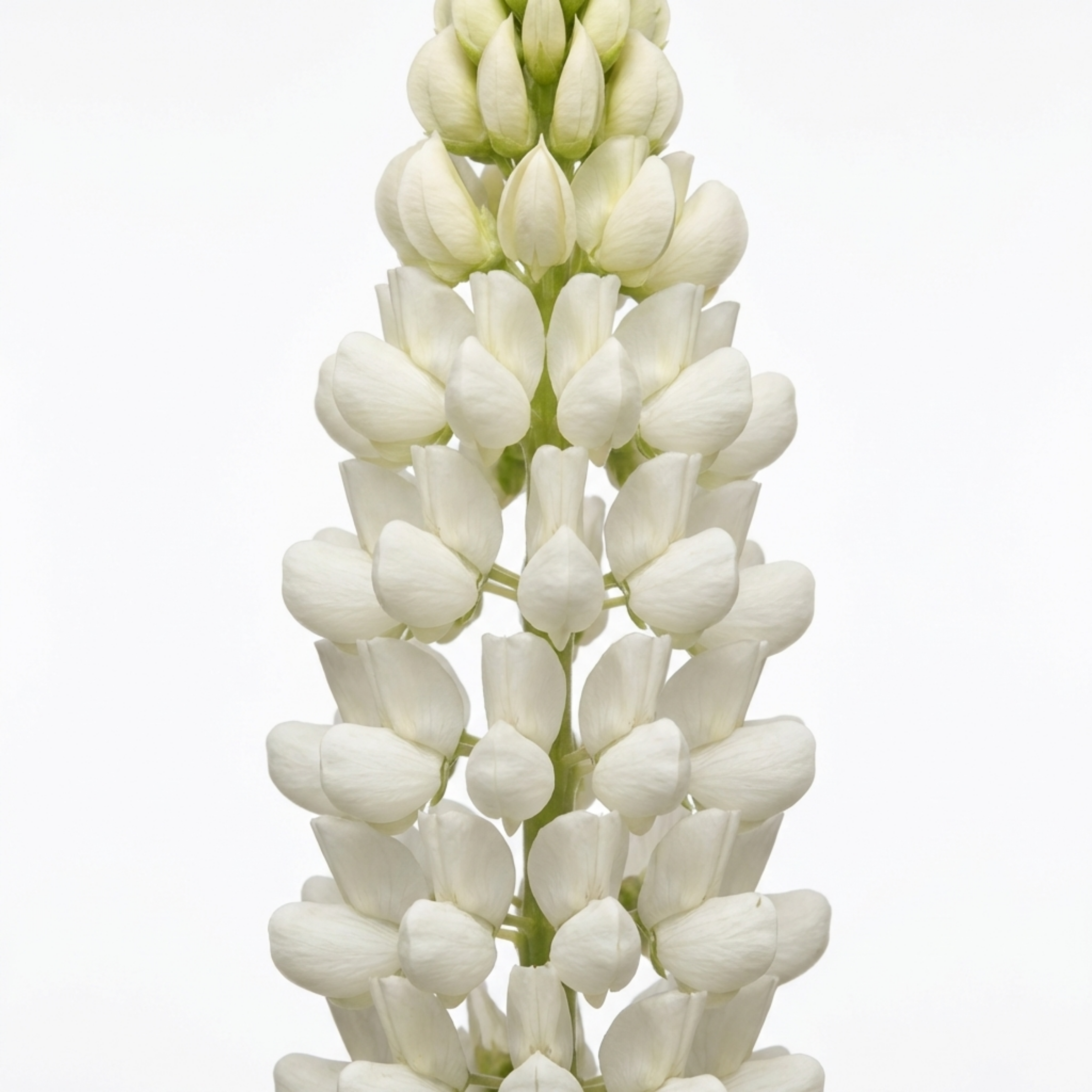 Lupin ‘Legendary White’ — Herbaceous Perennial, Bee-Friendly, 1L Pot