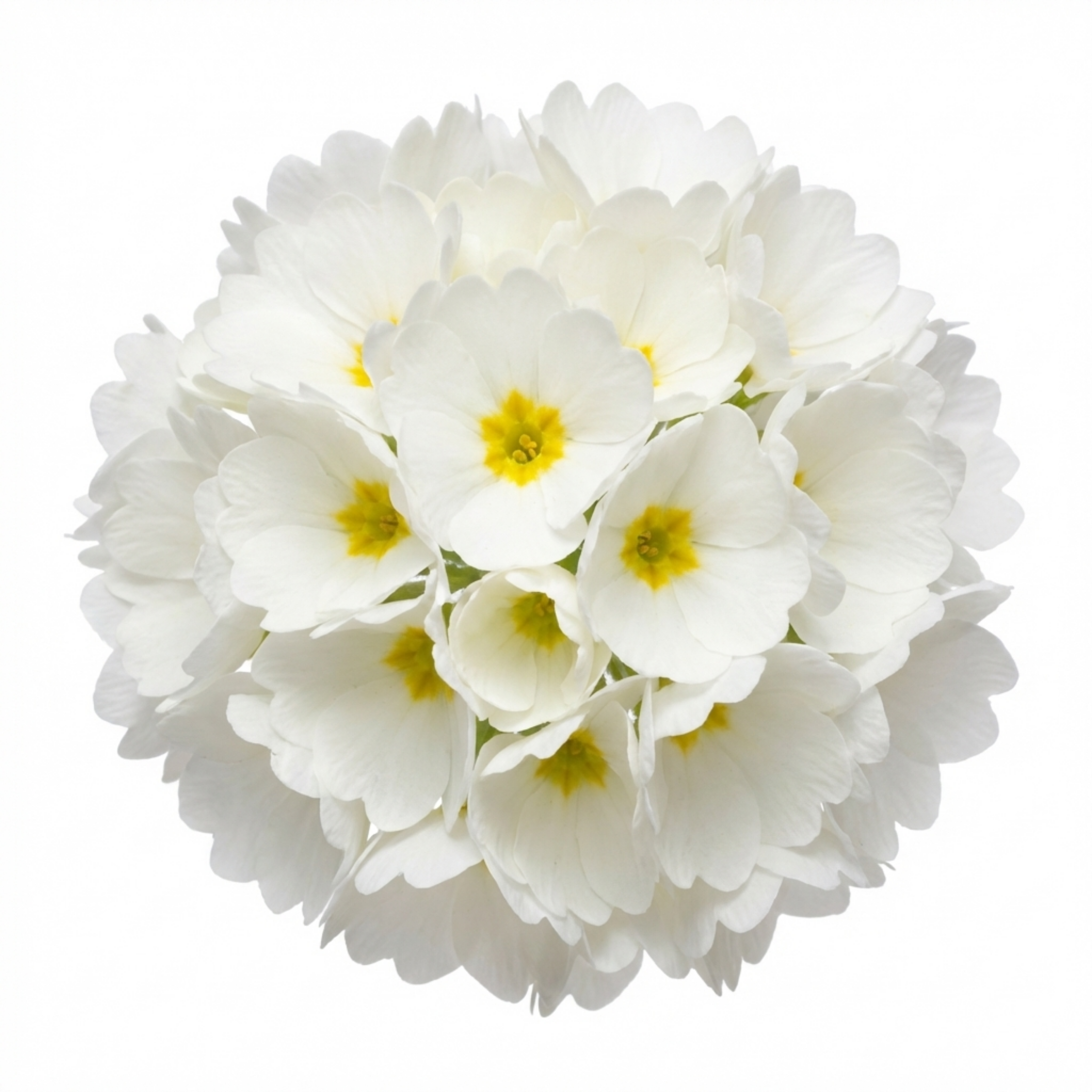 Primula ‘Little Queen White’ — Hardy Perennial, Bee-Friendly, 1L Pot (Set of 3 or 6)