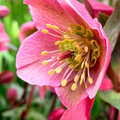 Hellebore ‘Frostkiss Penny's Pink’ — Hardy Perennial, Bee-Friendly, 2L Pot