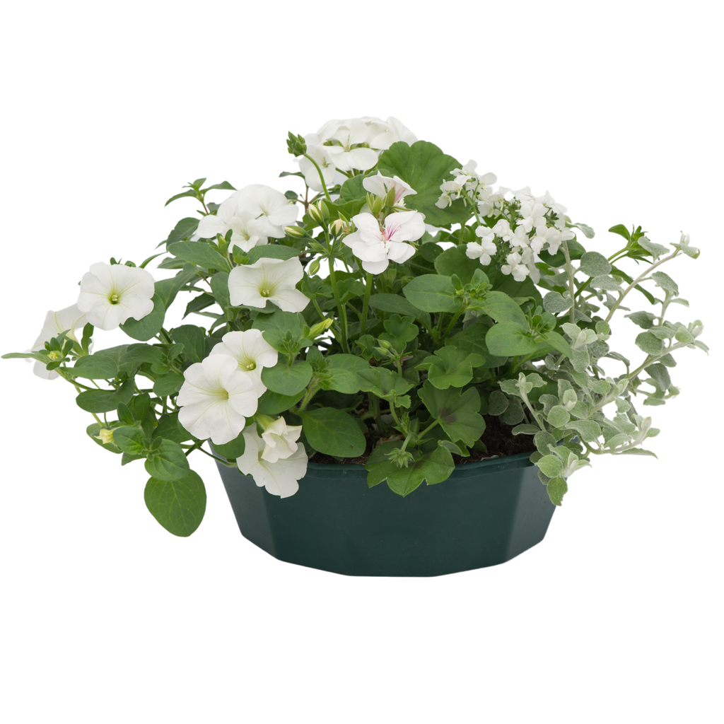 Effortless Chic Speedplanter — Pre-Planted Mixed Annual Display, 7-Plant Set
