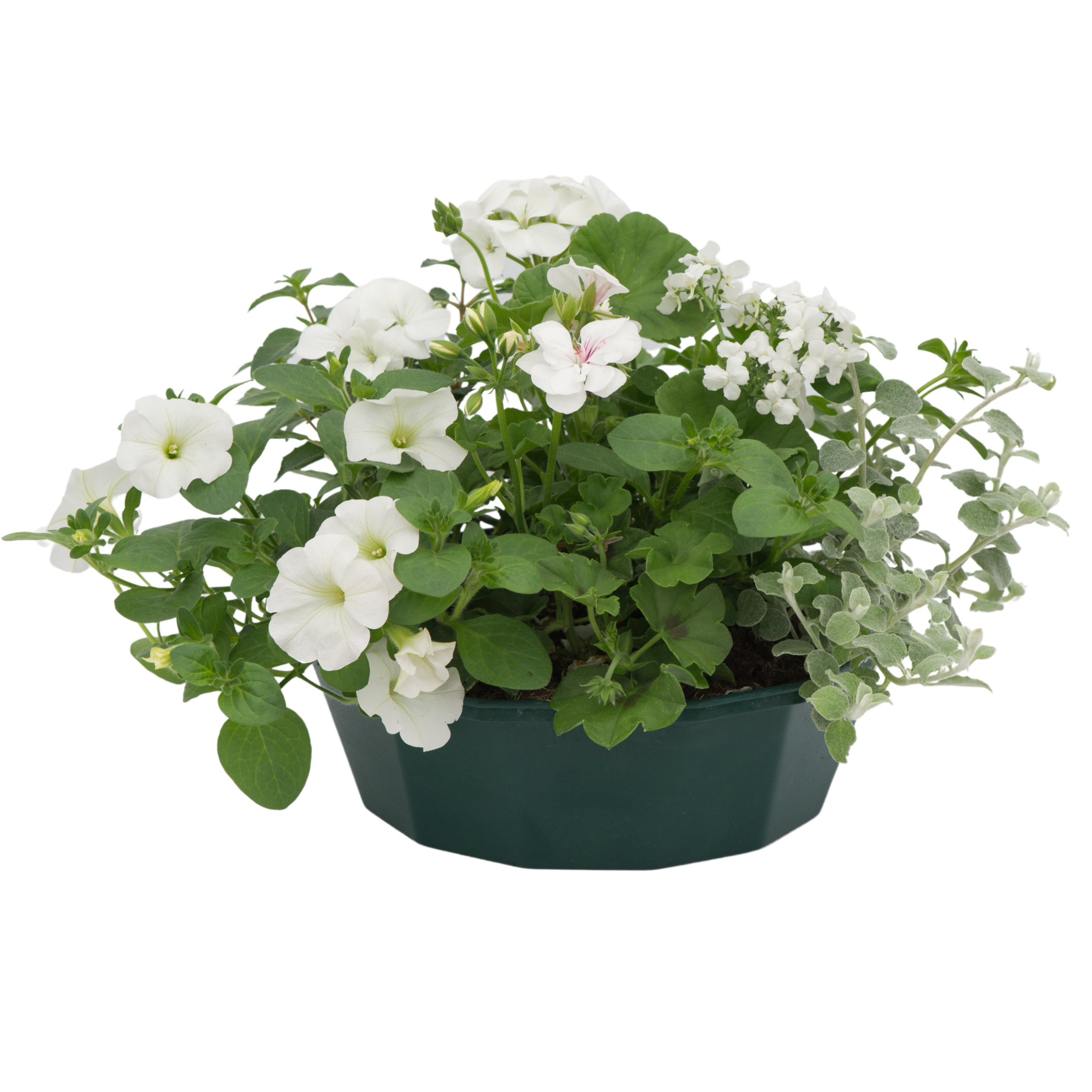 Effortless Chic Speedplanter — Pre-Planted Mixed Annual Display, 7-Plant Set