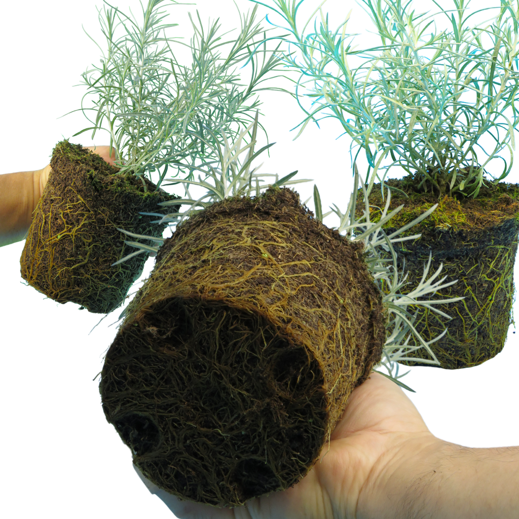 Helichrysum 'Curry Plant' — Hardy Evergreen Perennial Herb, 1L Pot (Set of 3 or 6)
