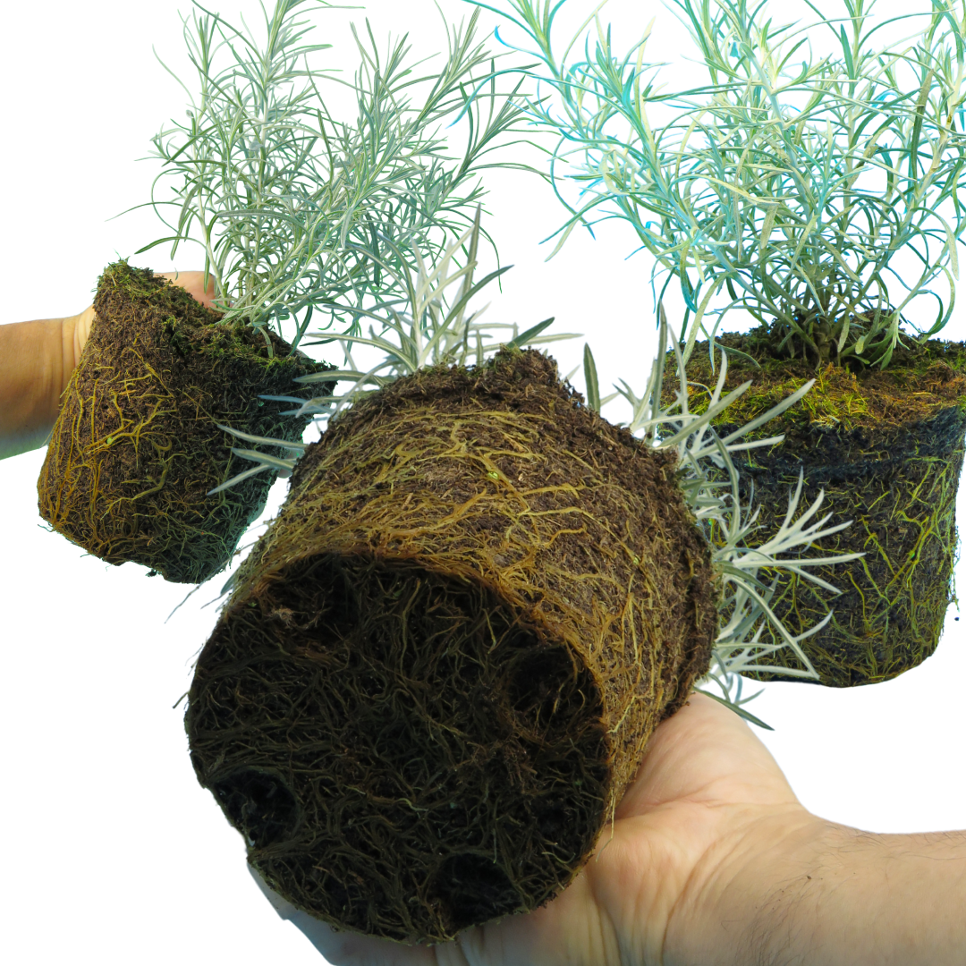 Helichrysum 'Curry Plant' — Hardy Evergreen Perennial Herb, 1L Pot (Set of 3 or 6)