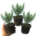 Rosemary (Salvia rosmarinus) — Hardy Evergreen Perennial Herb, Bee-Friendly, 1L Pot (Set of 3 or 6)