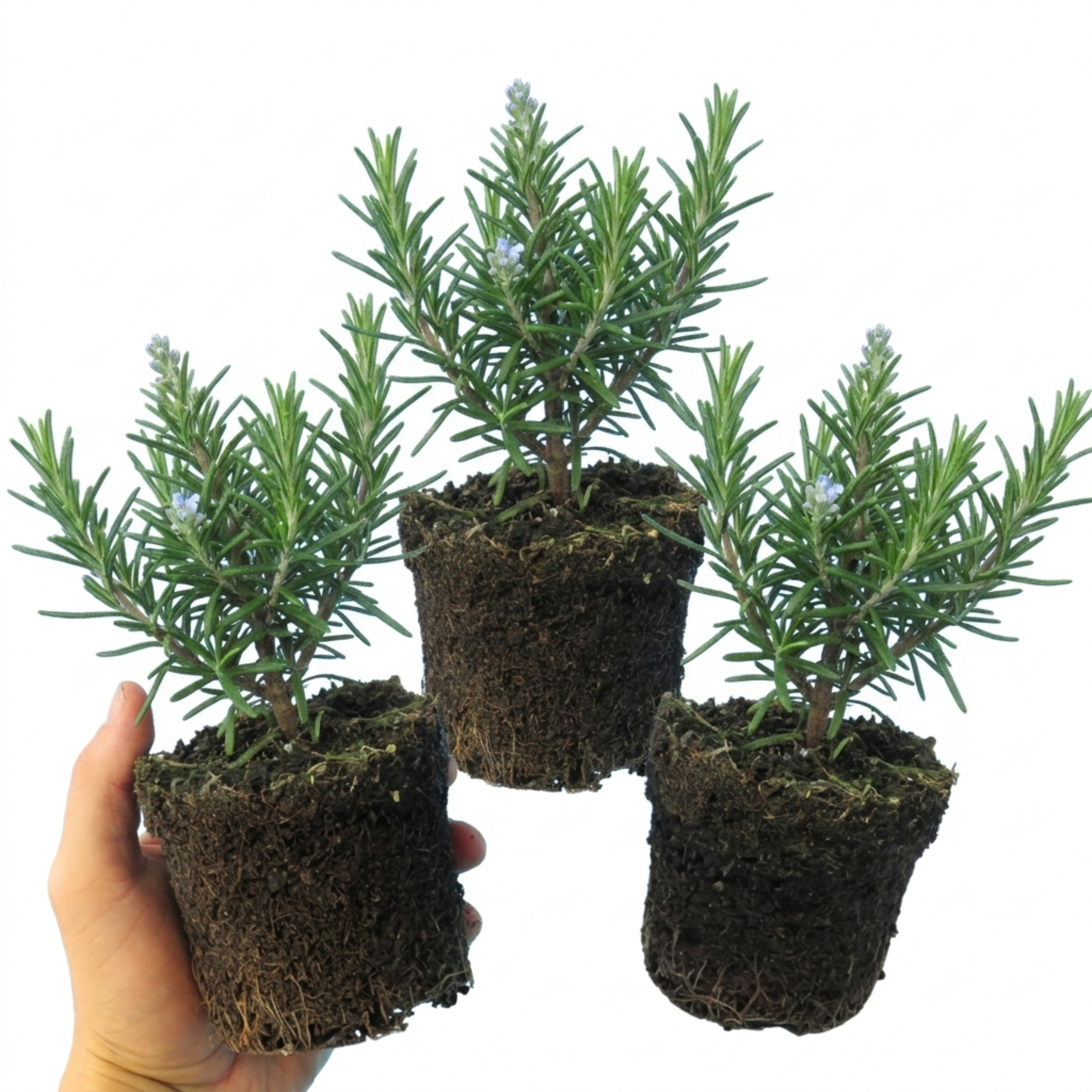 Rosemary (Salvia rosmarinus) — Hardy Evergreen Perennial Herb, Bee-Friendly, 1L Pot (Set of 3 or 6)