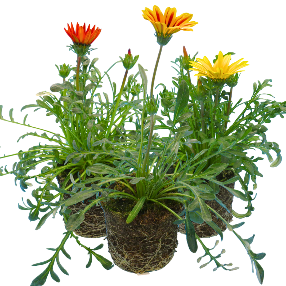 Gazania ‘Kiss Any Colour Mix’ — Hardy Perennial, 1L Pot (Set of 3 or 6)