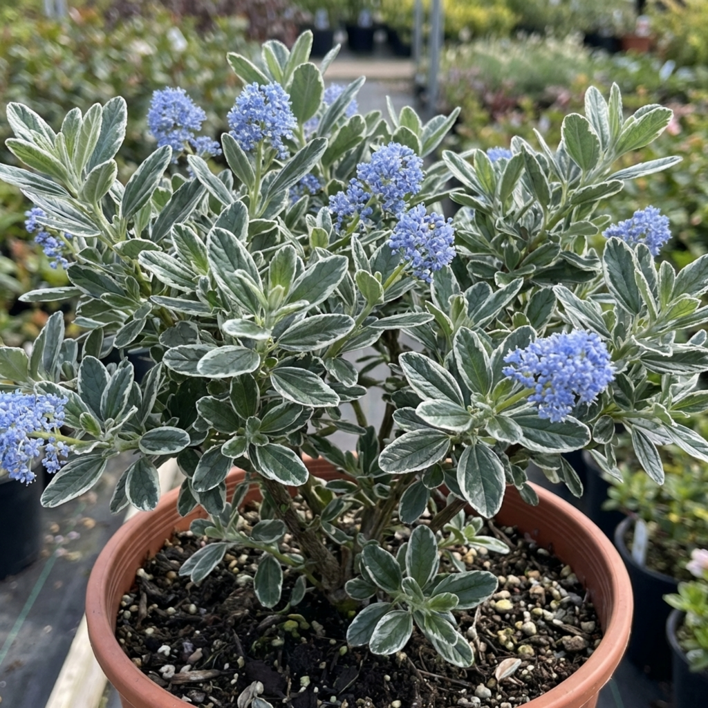 Ceanothus ‘Cool Blue’ — Evergreen Shrub, Bee-Friendly, 3L Pot
