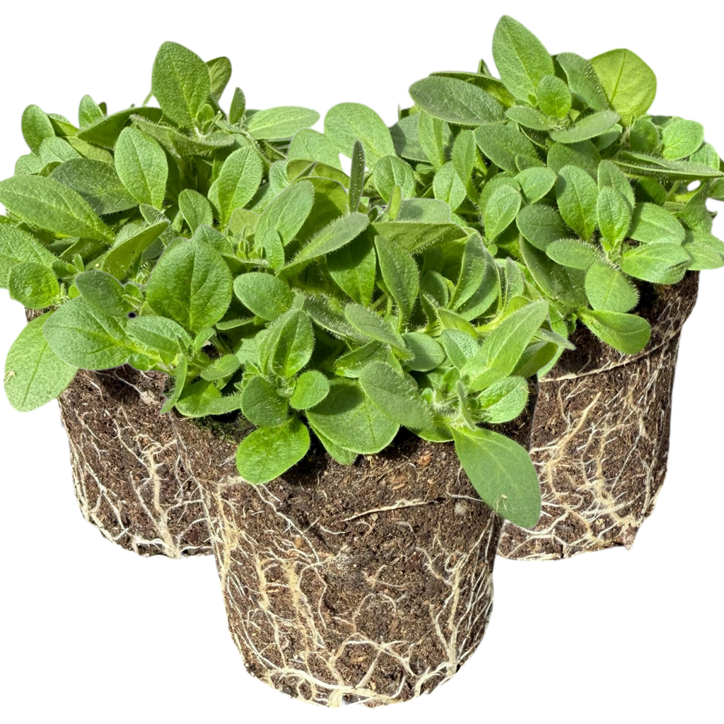 Petunia ‘Surfinia Hot Pink’ — Hardy Perennial, 10.5cm Pot (Set of 3 or 6)