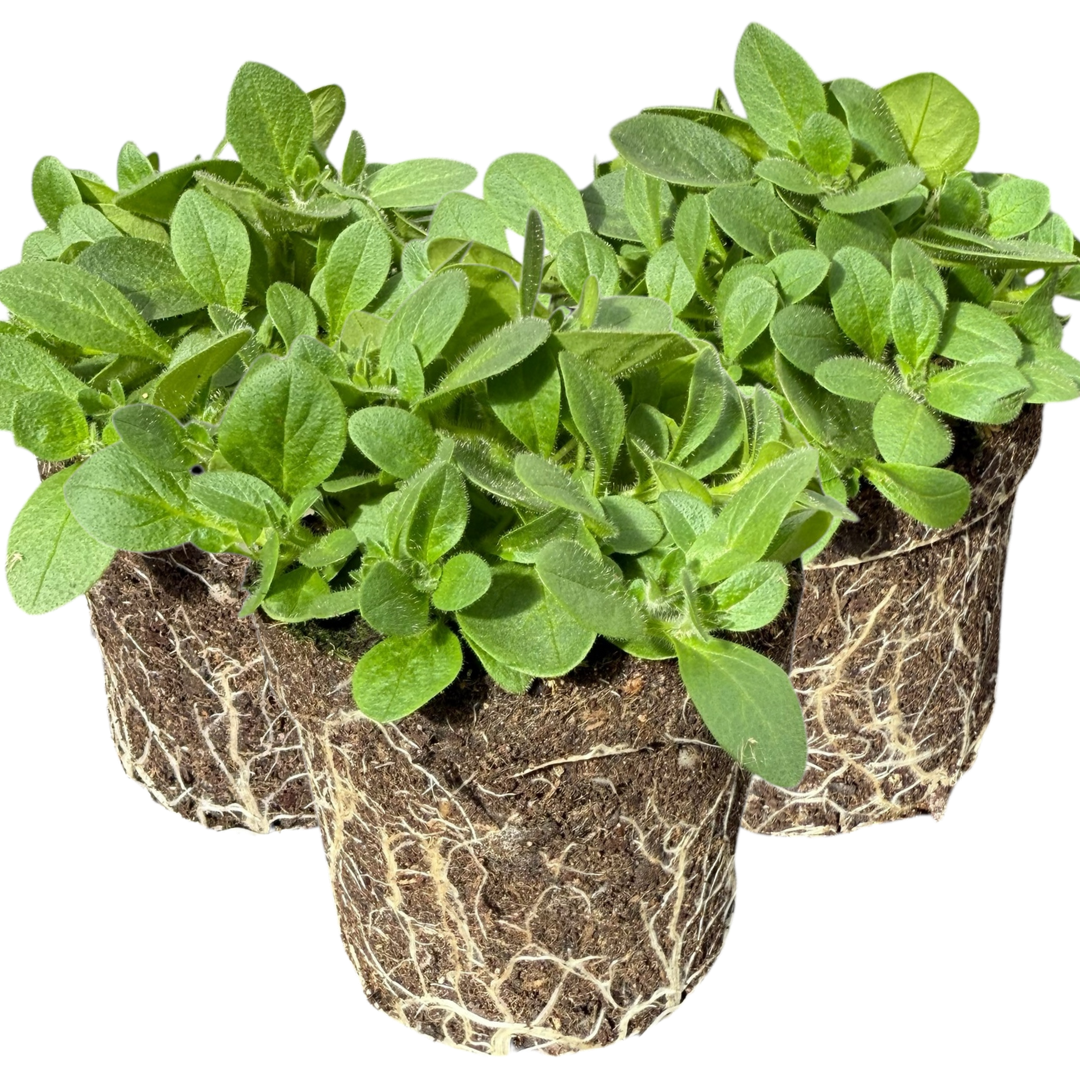 Petunia ‘Surfinia Hot Pink’ — Hardy Perennial, 10.5cm Pot (Set of 3 or 6)