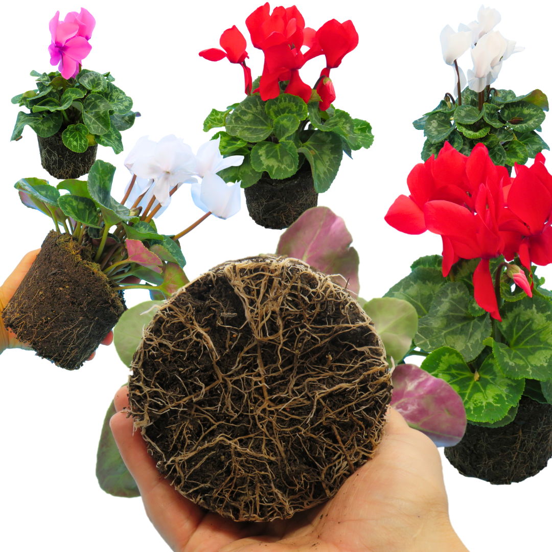Cyclamen ‘Flame Growers Selection’ — Hardy Perennial, 1L Pot