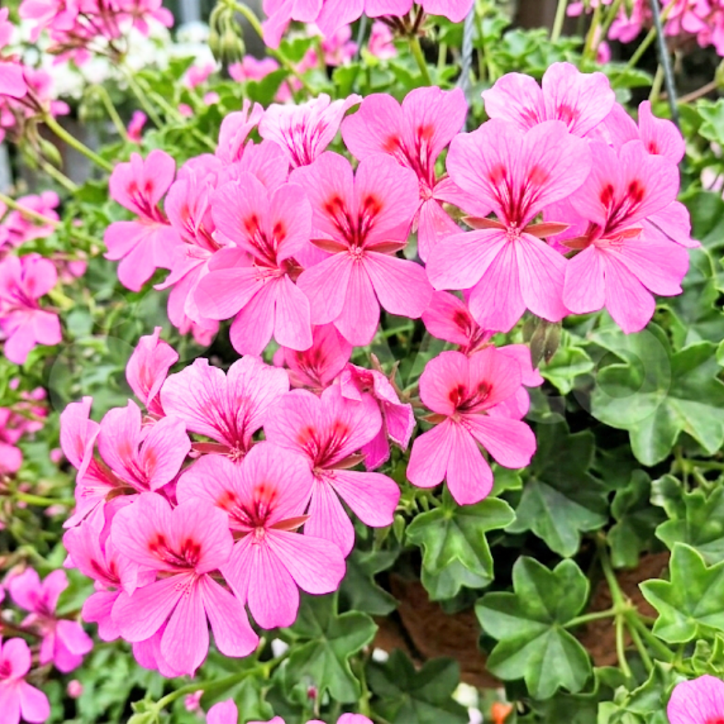 Geranium ‘Tornado Pink’ — Hardy Perennial, 10.5cm Pot (Set of 3 or 6)