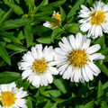 Aster ‘Alpha White’ — Hardy Perennial, 2L Pot