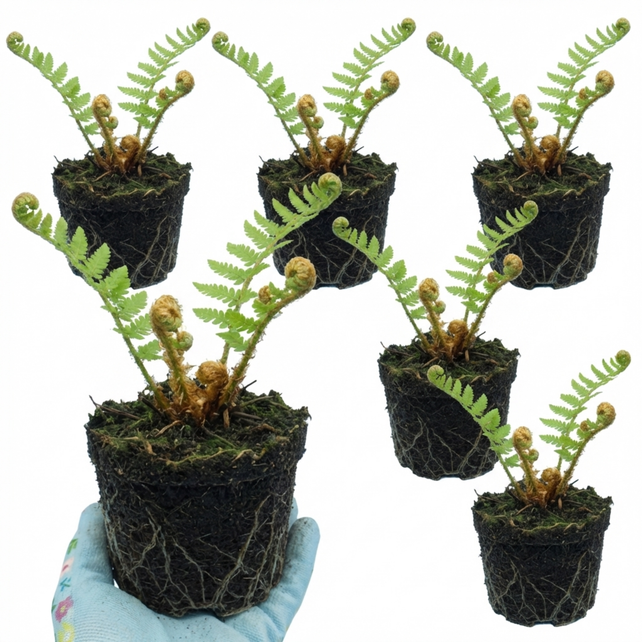 Dryopteris affinis 'Montana' — Male Fern, Hardy Semi-Evergreen, 1L Pot (Set of 3 or 6)