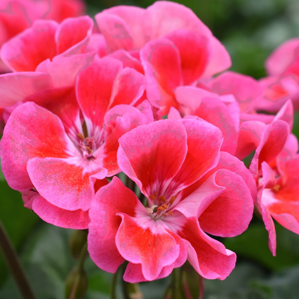 Pelargonium ‘Tammo’ — Tender Perennial (grown as bedding), Bee-Friendly, 1L Pot (Set of 3 or 6)