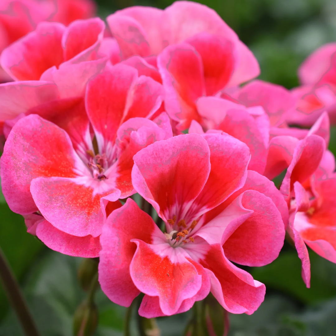 Pelargonium ‘Tammo’ — Tender Perennial (grown as bedding), Bee-Friendly, 1L Pot (Set of 3 or 6)