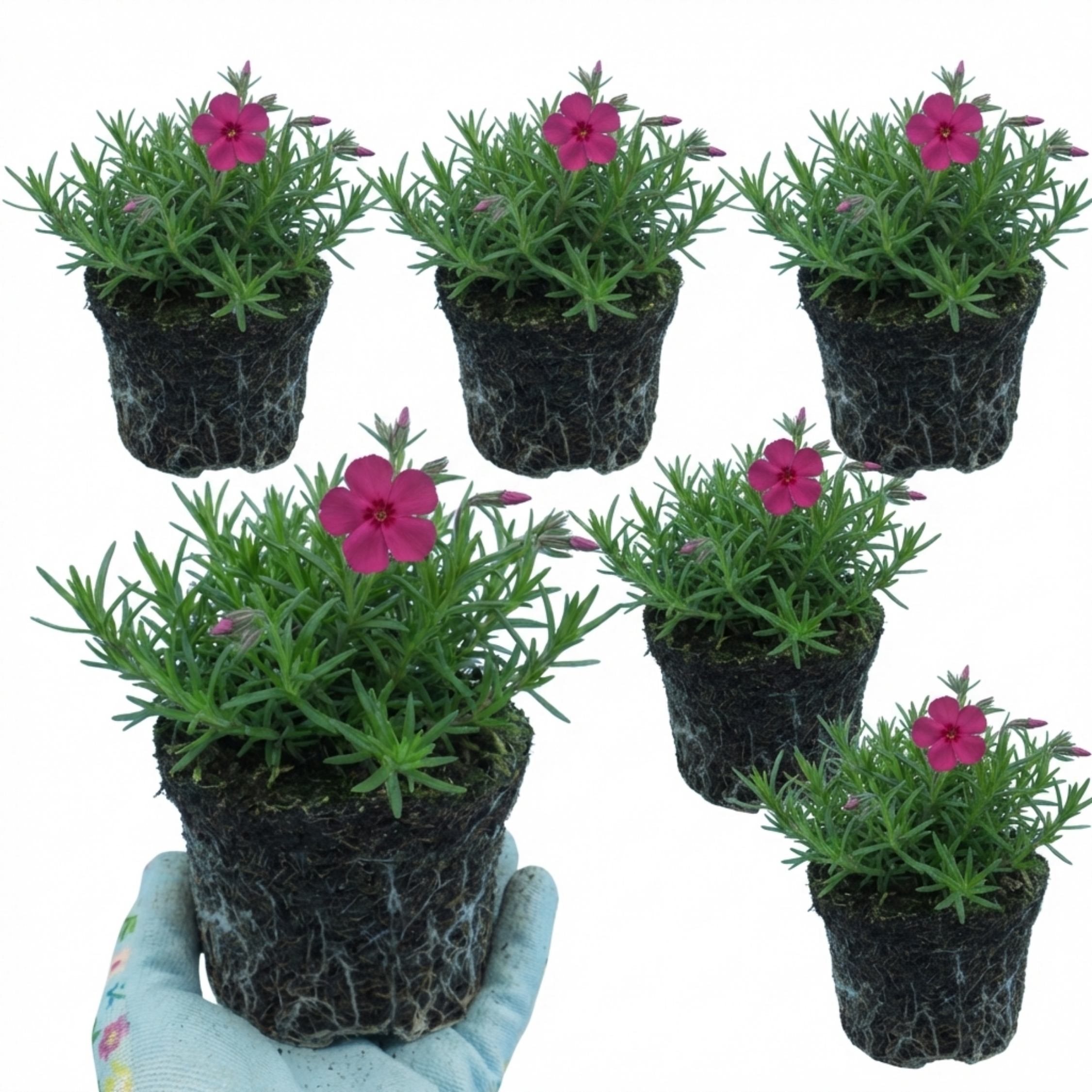 Phlox ‘Fabulous Rose’ — Hardy Perennial, Bee-Friendly, 1L Pot (Set of 3 or 6)