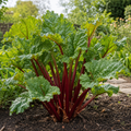 Rhubarb ‘Victoria’ — Hardy Perennial, 17cm Pot