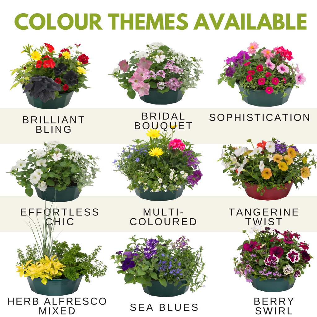 Herb Alfresco Mix Speedplanter — Pre-Planted Culinary Herb Set, 7 Plants