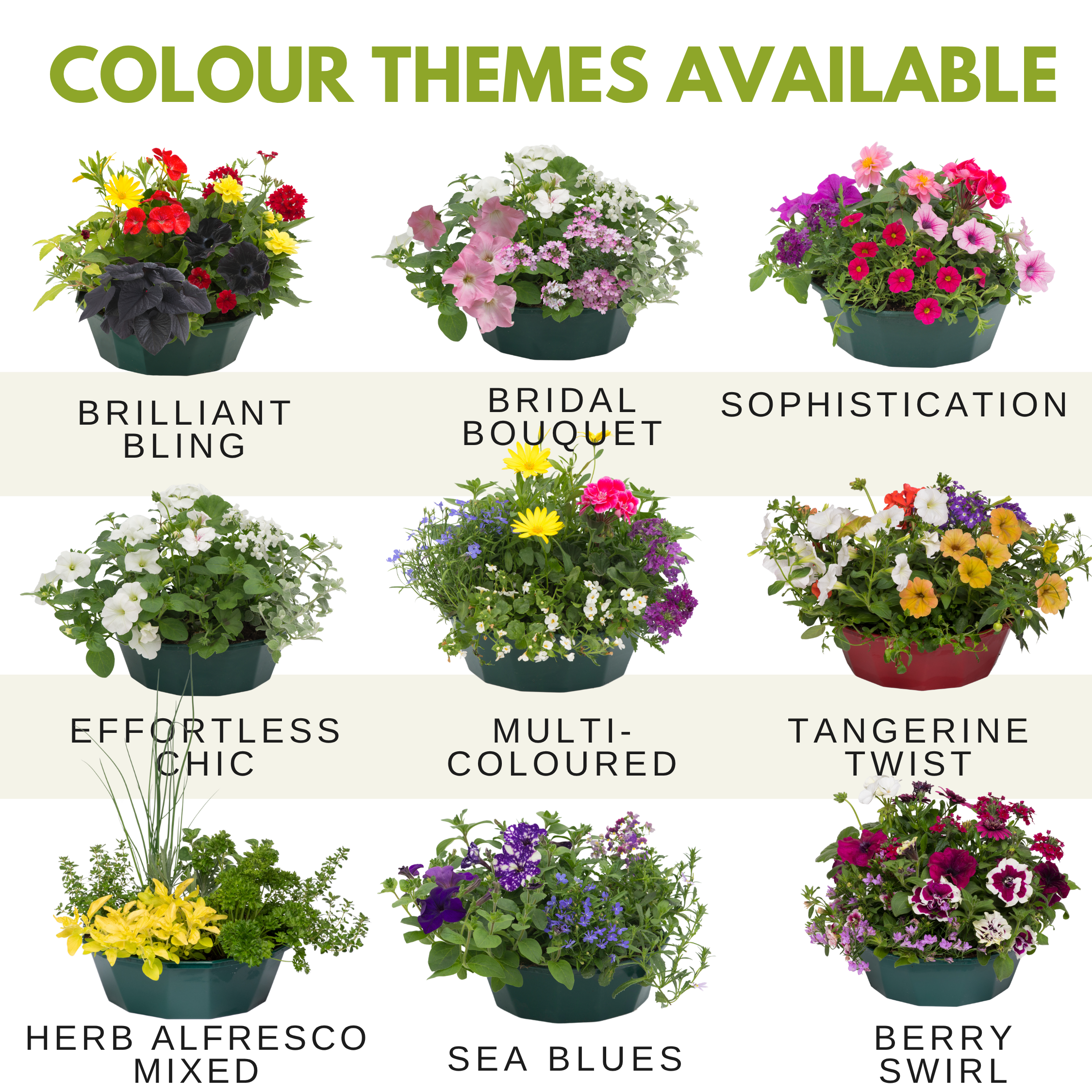 Herb Alfresco Mix Speedplanter — Pre-Planted Culinary Herb Set, 7 Plants