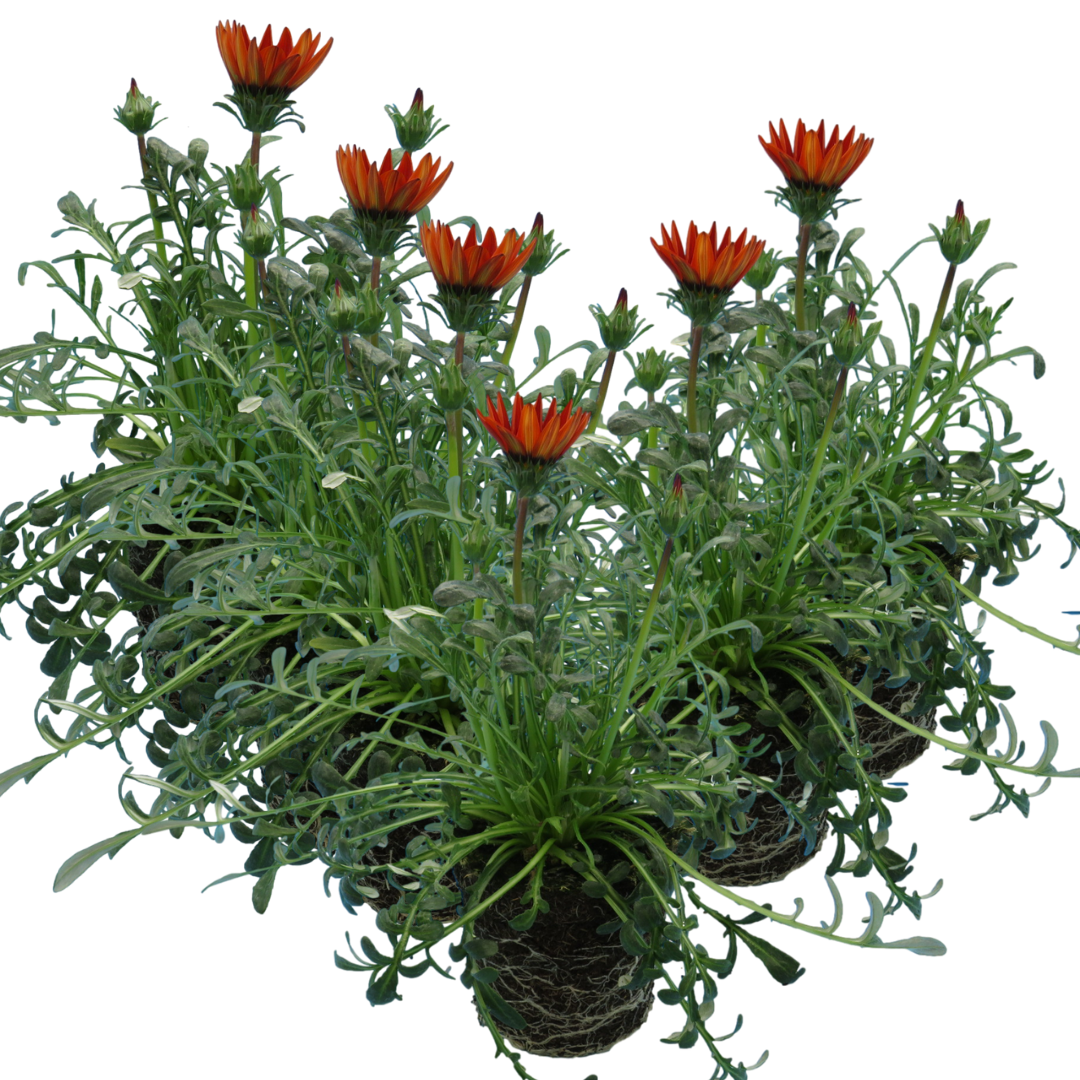 Gazania ‘Kiss Red’ — Hardy Perennial, 1L Pot (Set of 3 or 6)