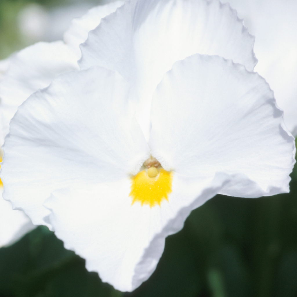 Pansy 'Delta Pro Clear White' — Hardy Bedding, 10.5cm Pot (Set of 3 or 6)