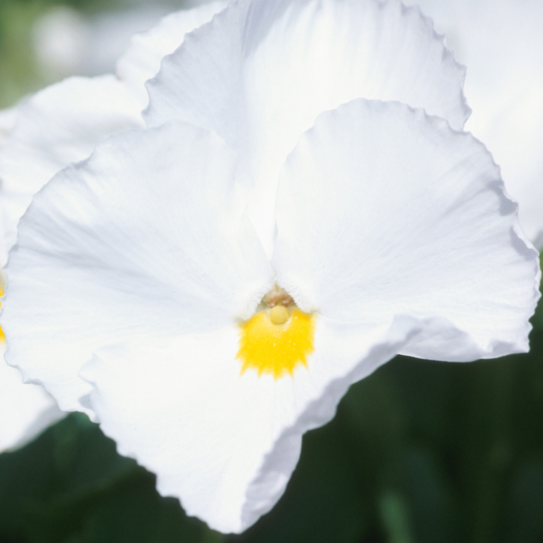 Pansy 'Delta Pro Clear White' — Hardy Bedding, 10.5cm Pot (Set of 3 or 6)