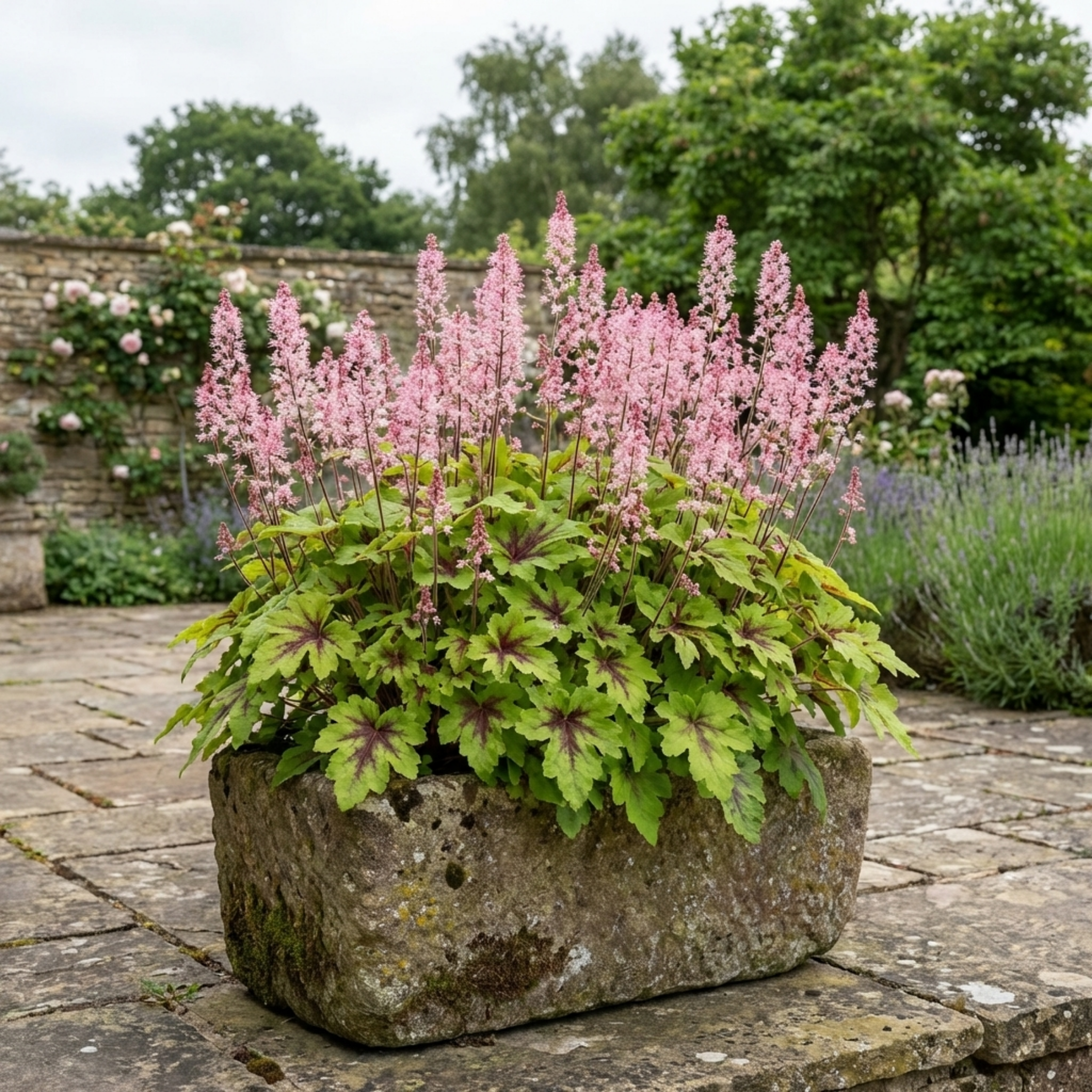 Tiarella ‘Pink Skyrocket’ — Hardy Perennial, Bee-Friendly, 2L Pot