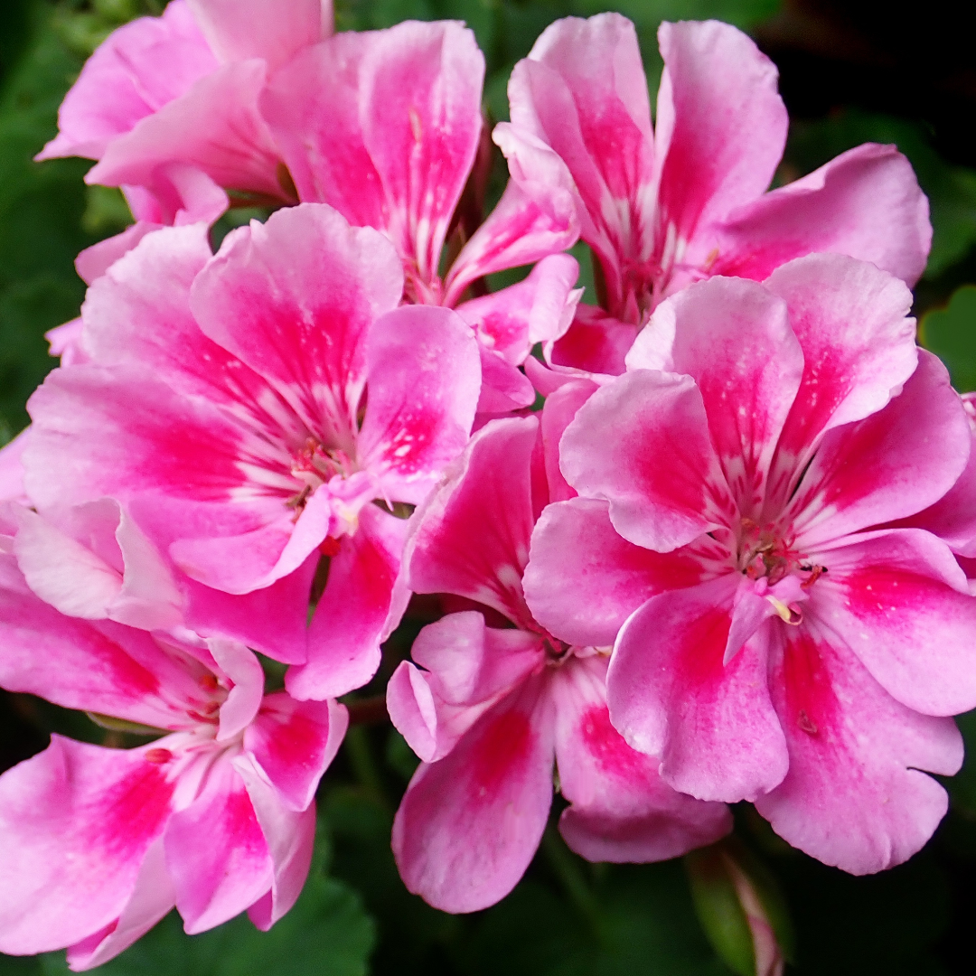 Pelargonium ‘Anne’ — Tender Perennial (grown as bedding), Bee-Friendly, 10.5cm Pot (Set of 3 or 6)