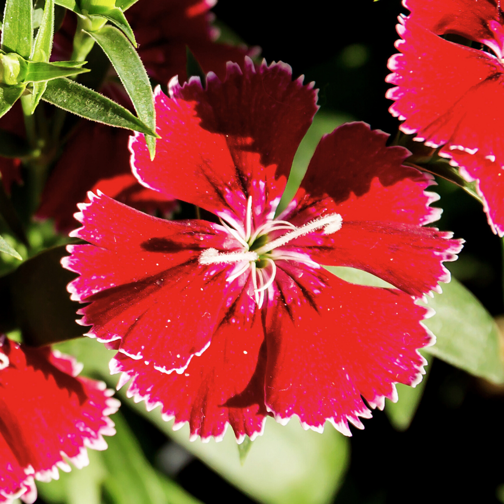 Dianthus ‘Festival Deep Red’ — Hardy Short-Lived Perennial (often grown as biennial), Bee-Friendly, 10.5cm Pot (Set of 3 or 6)