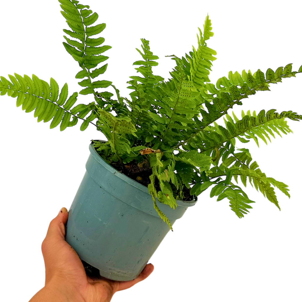 Dryopteris atrata — Wood Fern, Hardy Evergreen, 2L Pot