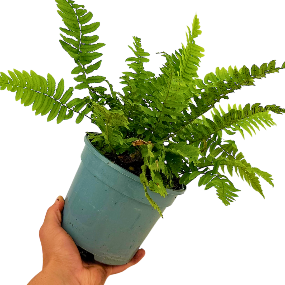 Dryopteris atrata — Wood Fern, Hardy Evergreen, 2L Pot