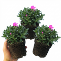 Aubrieta ‘Florado Neon Pink’ — Evergreen Alpine Perennial, 1L Pot (Set of 3 or 6)
