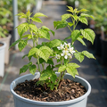 Raspberry ‘Glem Ample’ — Hardy Deciduous Perennial Fruiting Cane, Bee-Friendly, 17cm Pot