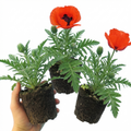 Papaver ‘Orientale Beauty of Livermere’ — Hardy Perennial, Bee-Friendly, 1L Pot (Set of 3 or 6)