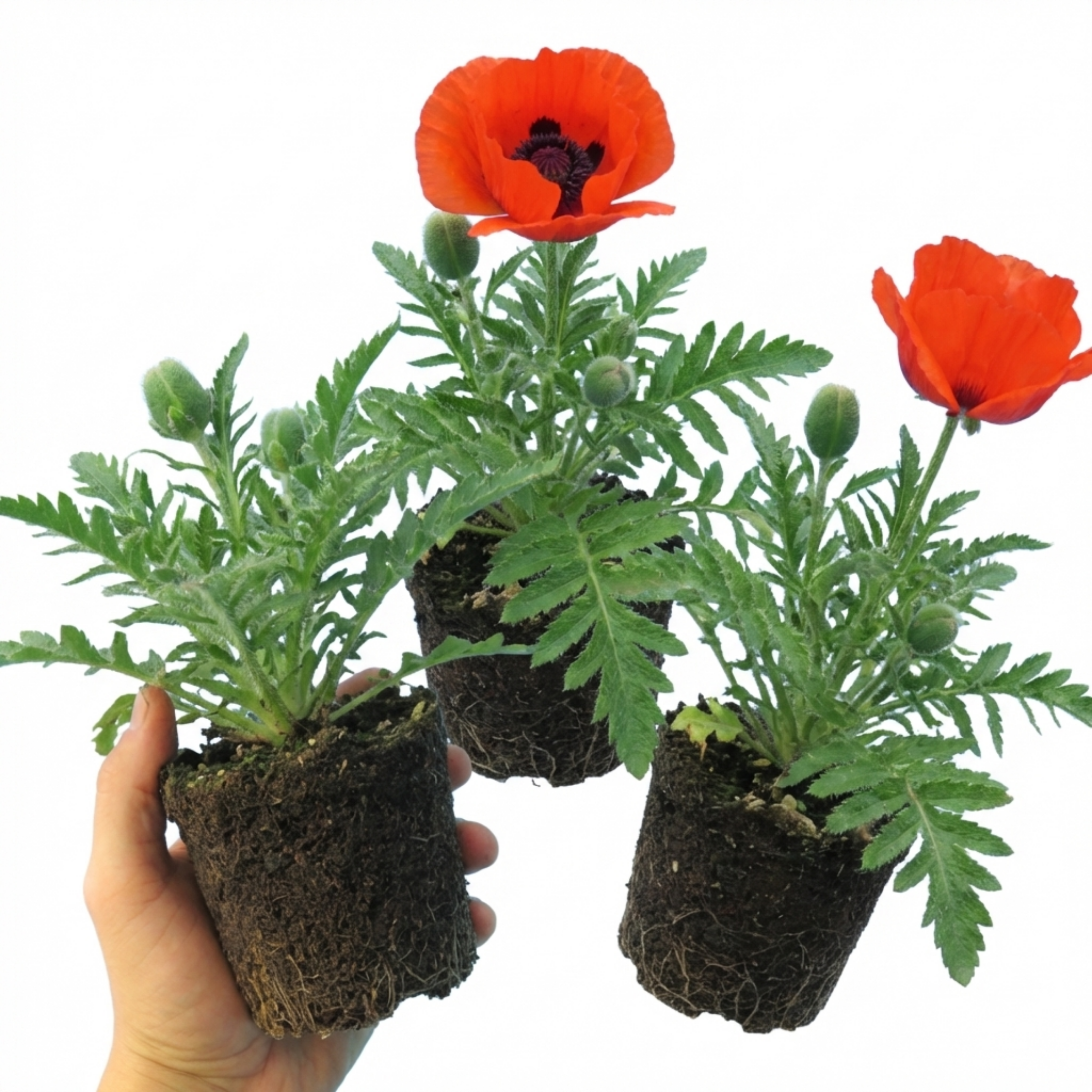 Papaver ‘Orientale Beauty of Livermere’ — Hardy Perennial, Bee-Friendly, 1L Pot (Set of 3 or 6)