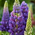 Lupin ‘Legendary Blue Shades’ — Hardy Perennial, Bee-Friendly, 2L Pot