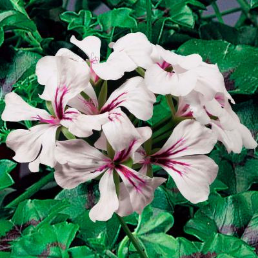Geranium ‘Tornado White’ — Hardy Perennial, 10.5cm Pot