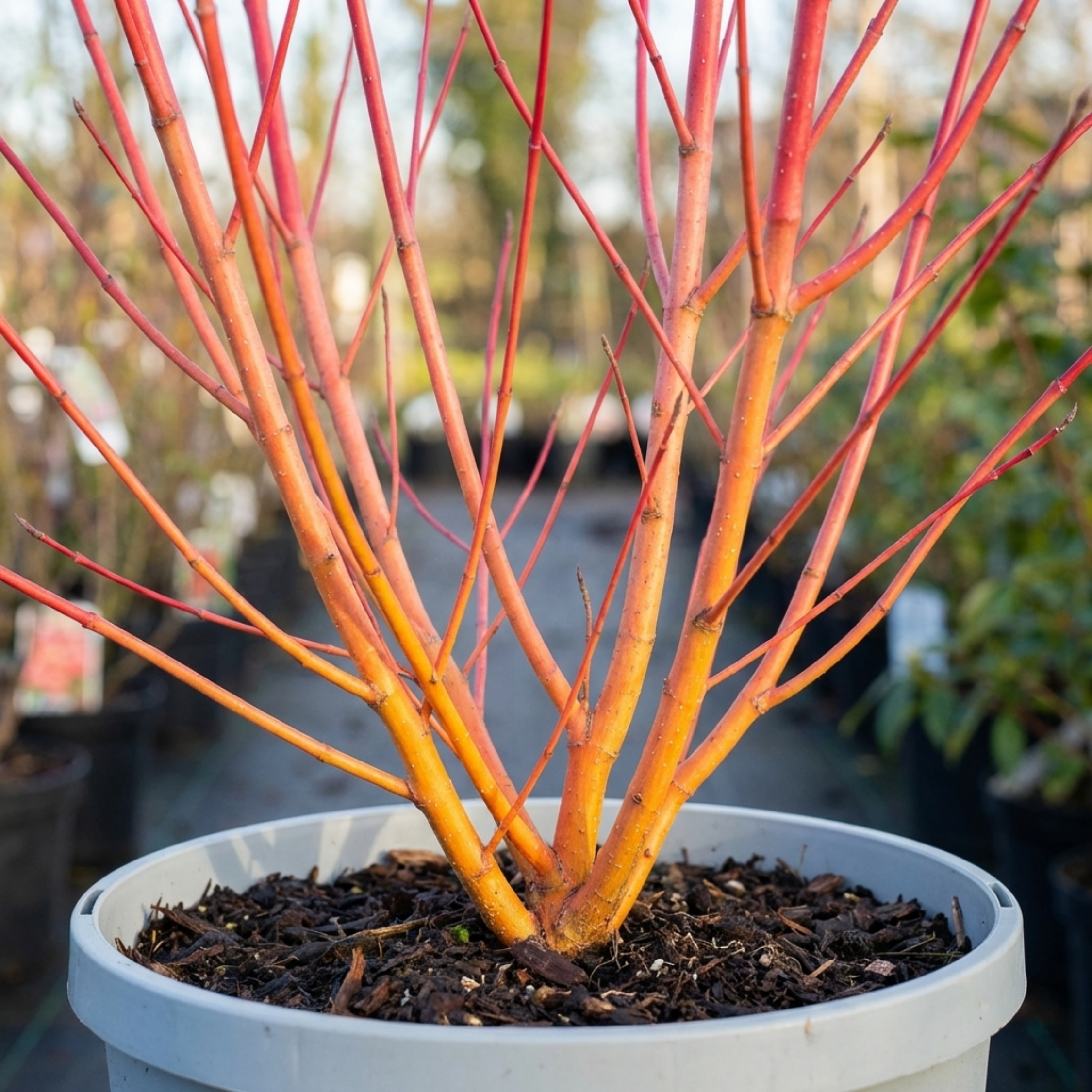 Cornus ‘Midwinter Fire’ — Deciduous Shrub, Bee-Friendly, 3L Pot