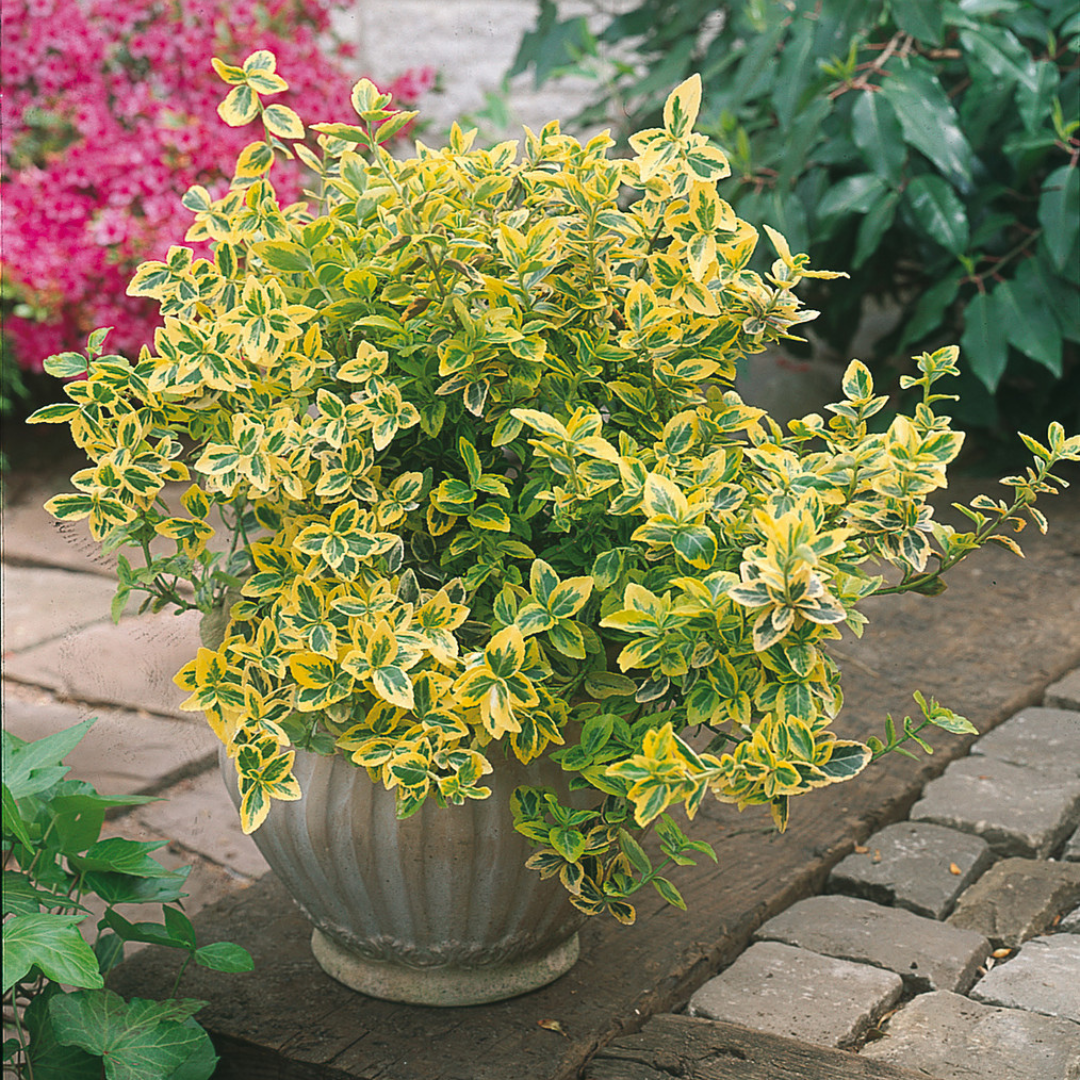 Euonymus ‘Emerald n Gold’ — Evergreen Shrub / Ground Cover, Bee-Friendly, 1L Pot (Set of 3 or 6)